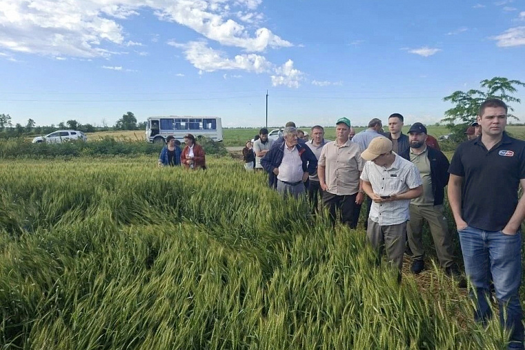 В Курском округе обсудили готовность к уборке и апробации 