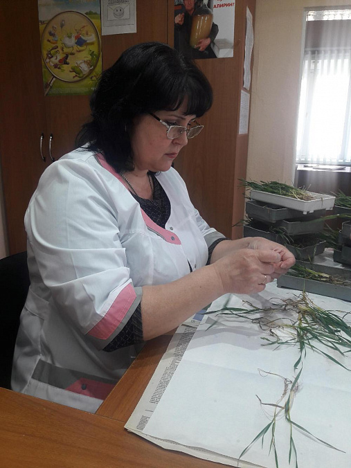 В Ипатовском округе завершается весенний сев