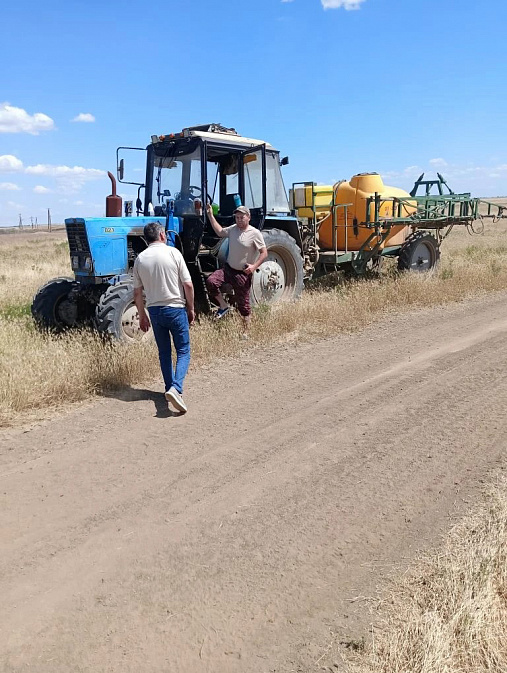 Ставрополье и Дагестан объединили усилия против саранчи