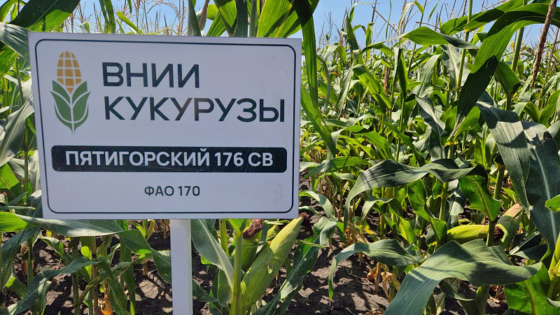 В Предгорном округе обсудили перспективы отечественной селекции кукурузы