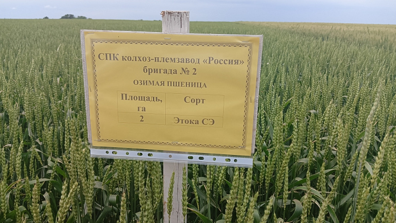 Россельхозцентр принял участие в Дне поля в Апанасенковском округе 