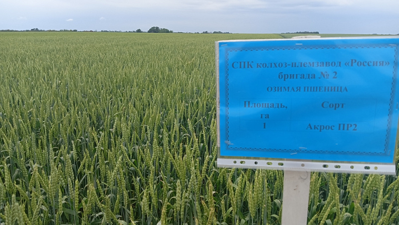 Россельхозцентр принял участие в Дне поля в Апанасенковском округе 
