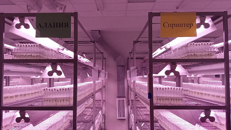 От лаборатории до поля: участники форума «ФАТ АГРО» познакомились с особенностями семеноводства картофеля.