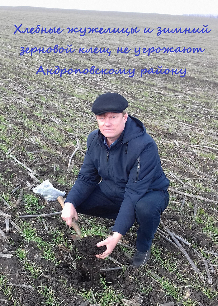 Хлебные жужелицы и зимний зерновой клещ не угрожают Андроповскому району