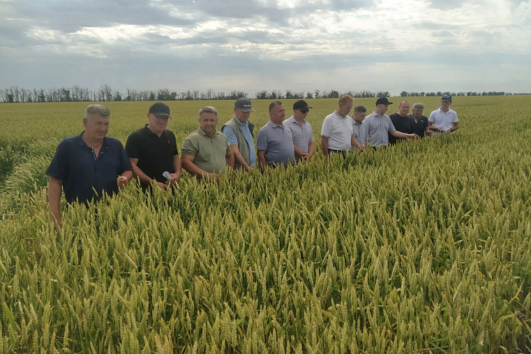 В Ипатовском округе обсудили готовность к жатве и апробации посевов