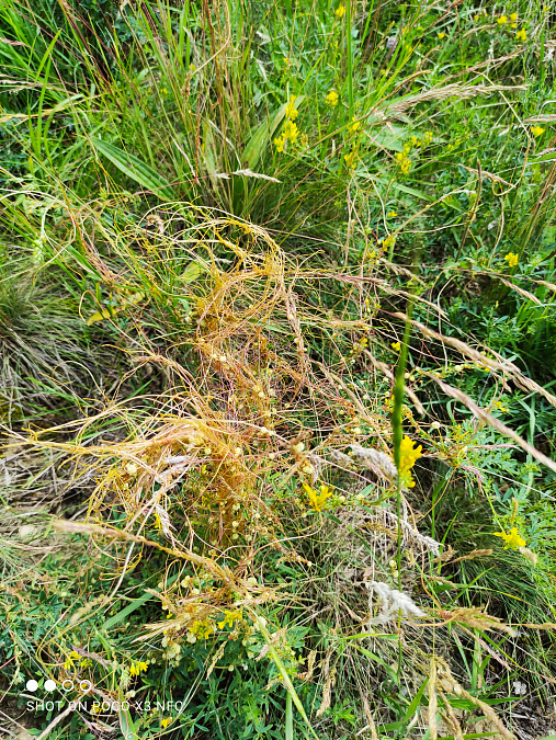 Ставропольский Россельхозцентр проводит фитосанитарный мониторинг 
